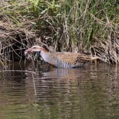 Gallirallus philippensis (Buff-banded Rail) at Isabella Pond - 22 Mar 2024 by RodDeb