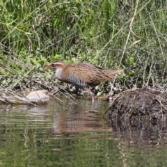 Gallirallus philippensis at Isabella Pond - 22 Mar 2024 01:05 PM