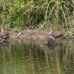 Gallirallus philippensis at Isabella Pond - 22 Mar 2024 01:05 PM