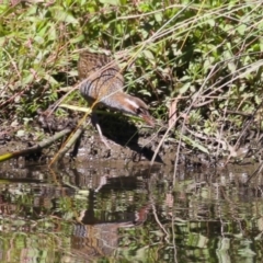 Gallirallus philippensis at Isabella Pond - 22 Mar 2024