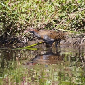 Gallirallus philippensis at Isabella Pond - 22 Mar 2024