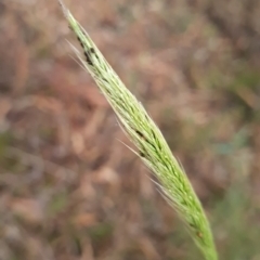 Dichelachne (genus) (Plume Grasses) at Gungaderra Grasslands - 20 Mar 2024 by WalkYonder