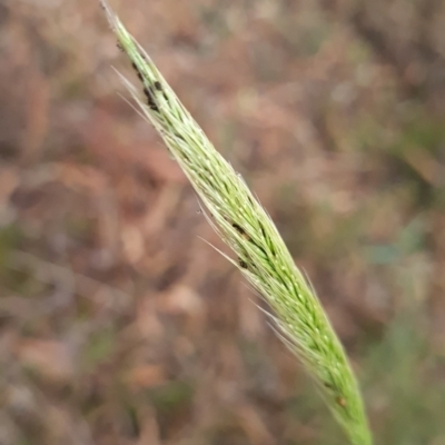 Dichelachne sp. (Plume Grasses) at Gungaderra Grasslands - 20 Mar 2024 by WalkYonder