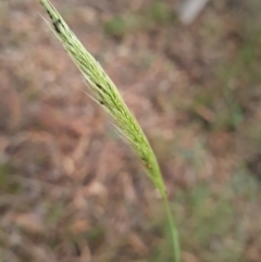 Dichelachne sp. at Gungaderra Grasslands - 20 Mar 2024