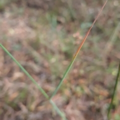 Dichelachne sp. at Gungaderra Grasslands - 20 Mar 2024