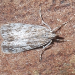 Scoparia (genus) (Unidentified Scoparia moths) at Nicholls, ACT - 20 Mar 2024 by Harrisi