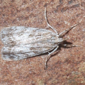 Scoparia (genus) at Percival Hill - 20 Mar 2024