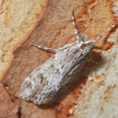 Scoparia (genus) at Percival Hill - 20 Mar 2024