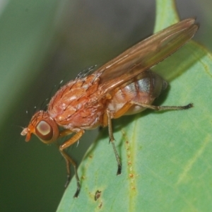 Rhagadolyra magnicornis at Mount Taylor - 11 Mar 2024