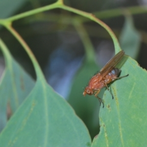 Rhagadolyra magnicornis at Mount Taylor - 11 Mar 2024