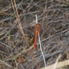 Diplacodes bipunctata (Wandering Percher) at Kambah, ACT - 11 Mar 2024 by Harrisi