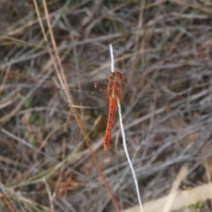 Diplacodes bipunctata at Mount Taylor - 11 Mar 2024