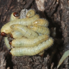 Perginae sp. (subfamily) (Unidentified pergine sawfly) at Percival Hill - 20 Mar 2024 by Harrisi