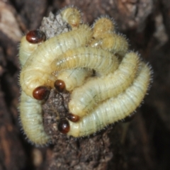 Perginae sp. (subfamily) at Percival Hill - 20 Mar 2024 04:05 PM