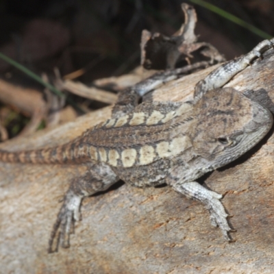 Amphibolurus muricatus (Jacky Lizard) at Kambah, ACT - 21 Mar 2024 by Harrisi