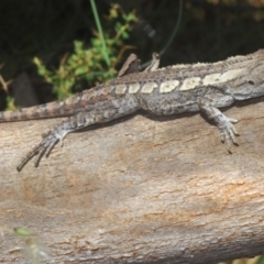 Amphibolurus muricatus at Mount Taylor - 21 Mar 2024