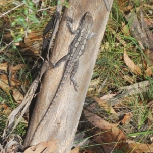 Amphibolurus muricatus at Mount Taylor - 21 Mar 2024