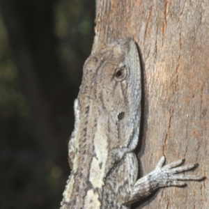 Amphibolurus muricatus at Mount Taylor - 21 Mar 2024