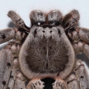 Holconia immanis at Wellington Point, QLD - suppressed