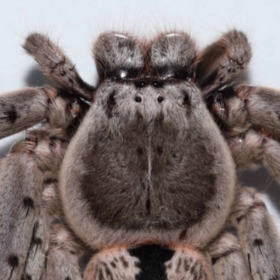 Holconia immanis (Grey Huntsman) at Wellington Point, QLD - 22 Mar 2024 by TimL