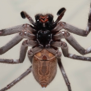 Holconia immanis at Wellington Point, QLD - suppressed