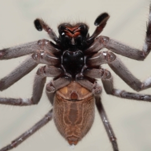 Holconia immanis at Wellington Point, QLD - 22 Mar 2024
