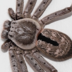 Holconia immanis at Wellington Point, QLD - suppressed