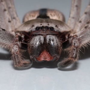 Holconia immanis at Wellington Point, QLD - suppressed