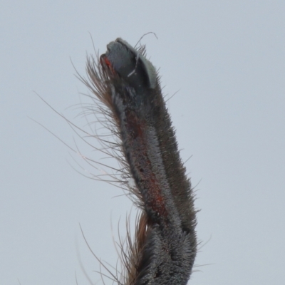 Holconia immanis (Grey Huntsman) at Wellington Point, QLD - 22 Mar 2024 by TimL