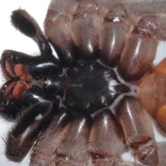 Holconia immanis at Wellington Point, QLD - suppressed