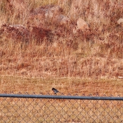 Petroica boodang (Scarlet Robin) at Cooleman Ridge - 23 Mar 2024 by BethanyDunne