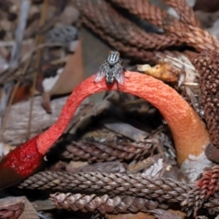 Unidentified Stinkhorn, some other shape- and miscellaneous at Brisbane City Botanic Gardens - 2 Feb 2024 by TimL