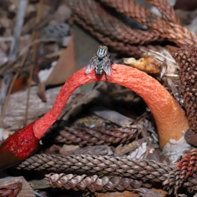 Unidentified Stinkhorn, some other shape- and miscellaneous at Brisbane City, QLD - 2 Feb 2024 by TimL