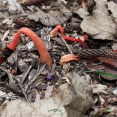 Phallus rubicundus at Brisbane City Botanic Gardens - 2 Feb 2024 11:39 AM