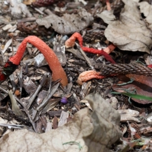 Phallus rubicundus at Brisbane City Botanic Gardens - 2 Feb 2024 11:39 AM