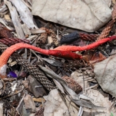 Phallus rubicundus at Brisbane City Botanic Gardens - 2 Feb 2024 11:39 AM