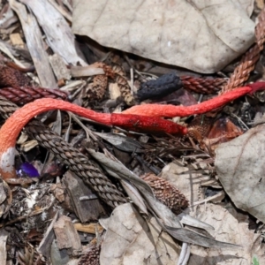 Phallus rubicundus at Brisbane City Botanic Gardens - 2 Feb 2024 11:39 AM