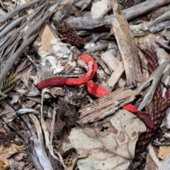 Phallus rubicundus at Brisbane City Botanic Gardens - 2 Feb 2024 11:39 AM