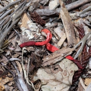 Phallus rubicundus at Brisbane City Botanic Gardens - 2 Feb 2024 11:39 AM