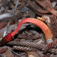 Phallus rubicundus at Brisbane City Botanic Gardens - 2 Feb 2024 11:39 AM