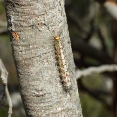 Acyphas semiochrea at West Hobart, TAS - 19 Nov 2023 by VanessaC