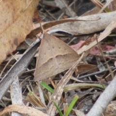 Epidesmia hypenaria (Long-nosed Epidesmia) at West Hobart, TAS - 19 Nov 2023 by VanessaC
