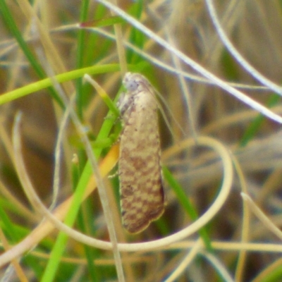 Unverified Moth (Lepidoptera) at West Hobart, TAS - 17 Nov 2023 by VanessaC