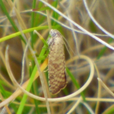 Unidentified Moth (Lepidoptera) at West Hobart, TAS - 17 Nov 2023 by VanessaC