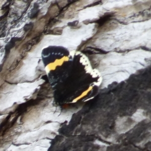 Eutrichopidia latinus at West Hobart, TAS - 17 Nov 2023 04:58 PM
