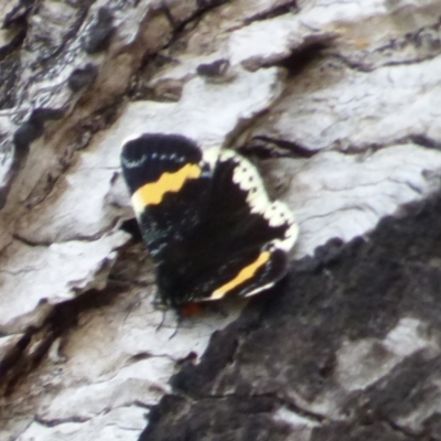 Eutrichopidia latinus at West Hobart, TAS - 17 Nov 2023 by VanessaC