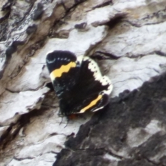 Unidentified Noctuoid moth (except Arctiinae) at West Hobart, TAS - 17 Nov 2023 by VanessaC