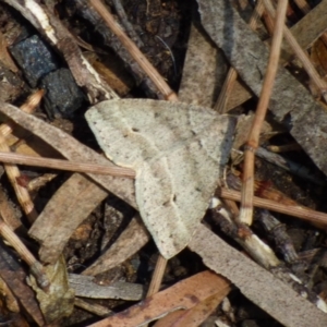Parosteodes fictiliaria at West Hobart, TAS - 10 Nov 2023 10:17 AM