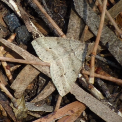 Parosteodes fictiliaria (Dodonaea Moth) at West Hobart, TAS - 10 Nov 2023 by VanessaC