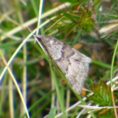 Dichromodes ainaria (A geometer or looper moth) at Mount Stuart, TAS - 7 Nov 2023 by VanessaC